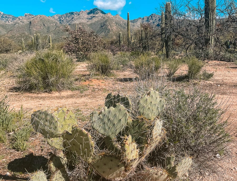 Different species of cacti located inside Sabino Canyon Recreation area.