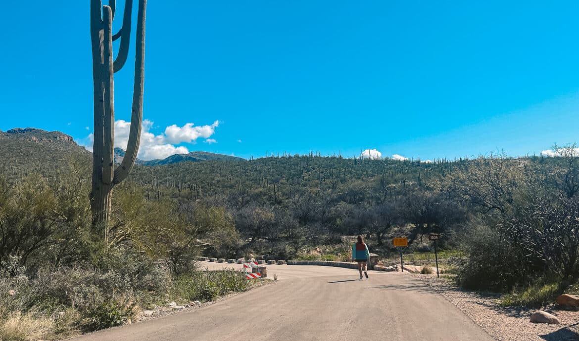Walking on the road section in Sabino Canyon Recreation area on our way to 7 falls.