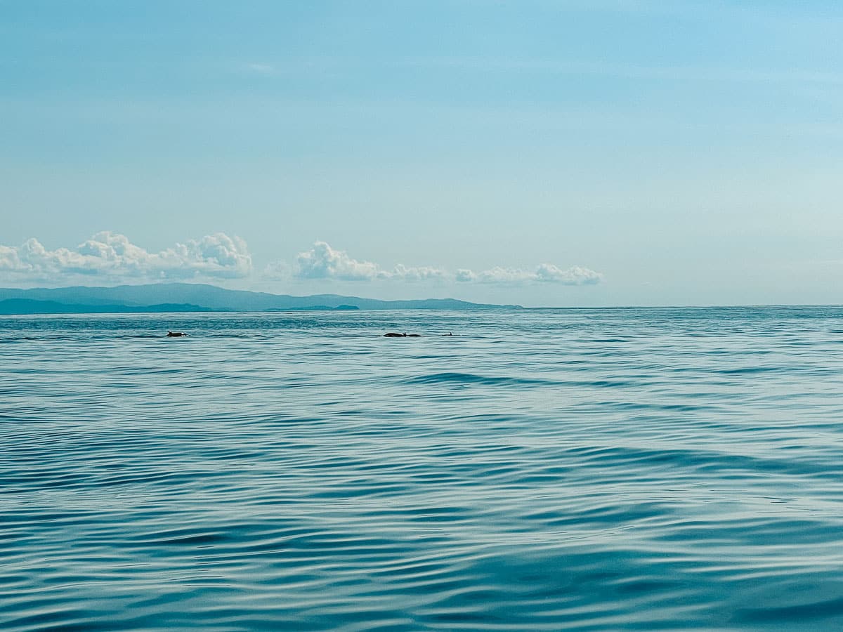 A picture of dolphins during our boat ride to Tortuga Island. 