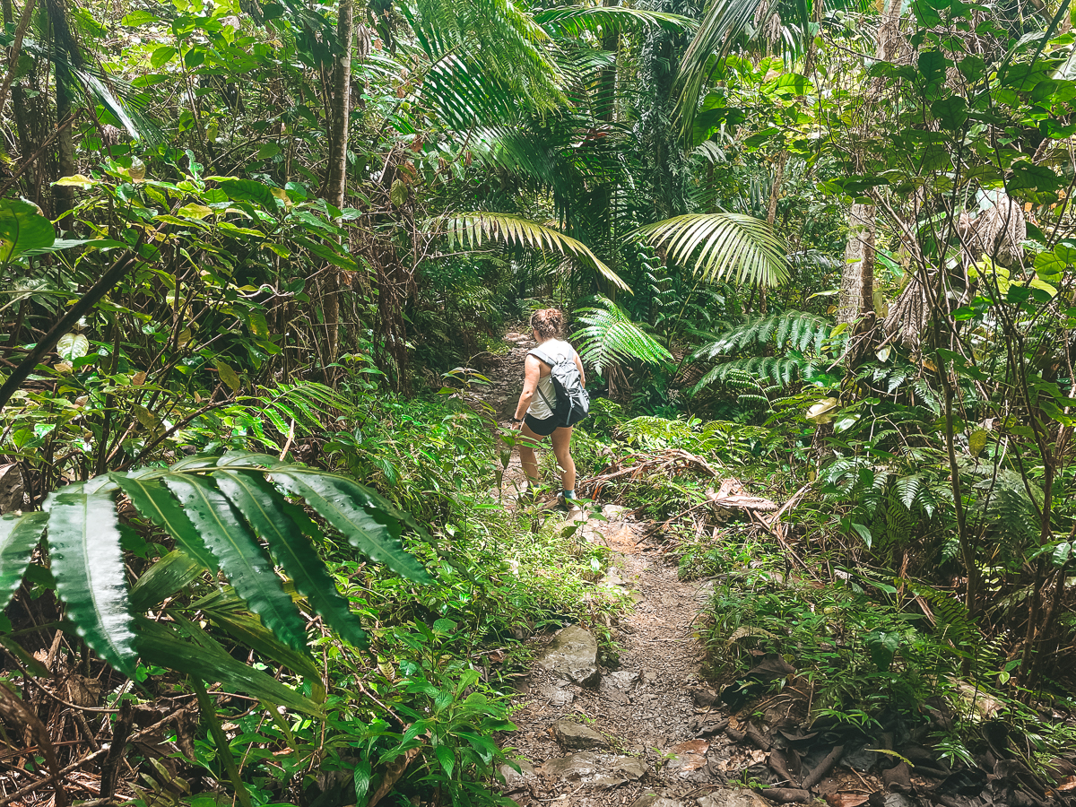 la coca trail el yunque