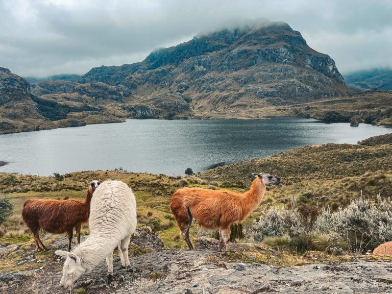 cajas national park ecuador