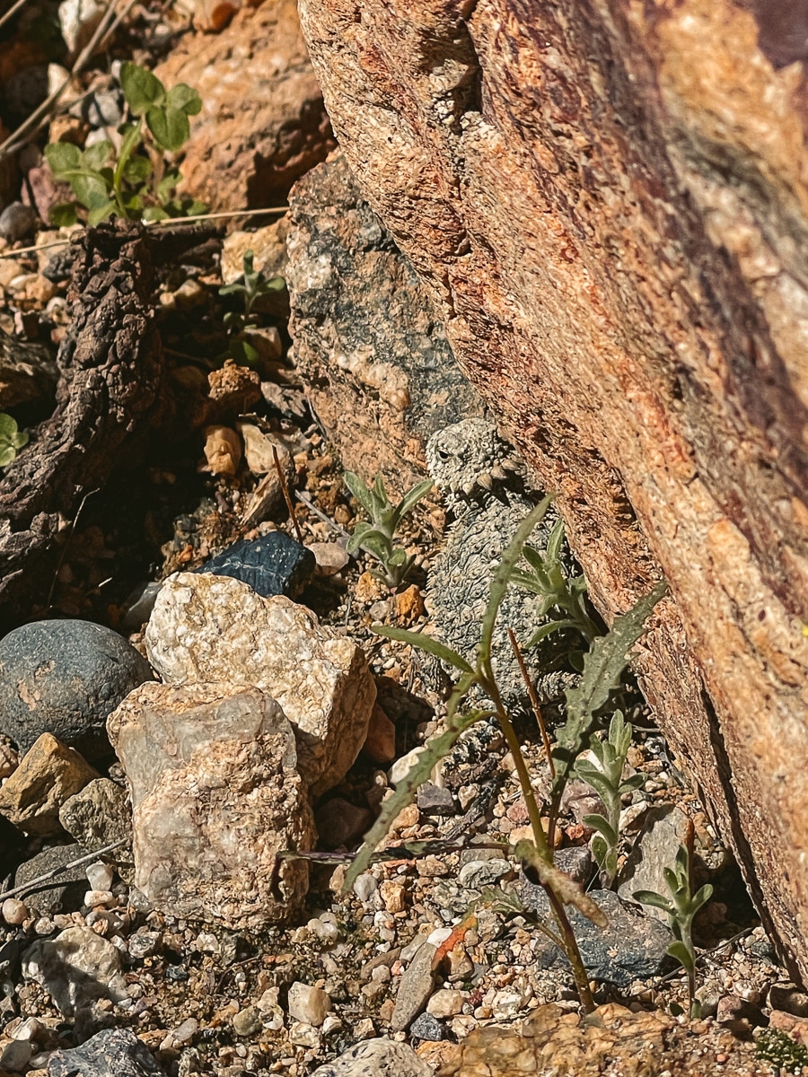 A camouflaged lizard in the middle of the Tucson desert.