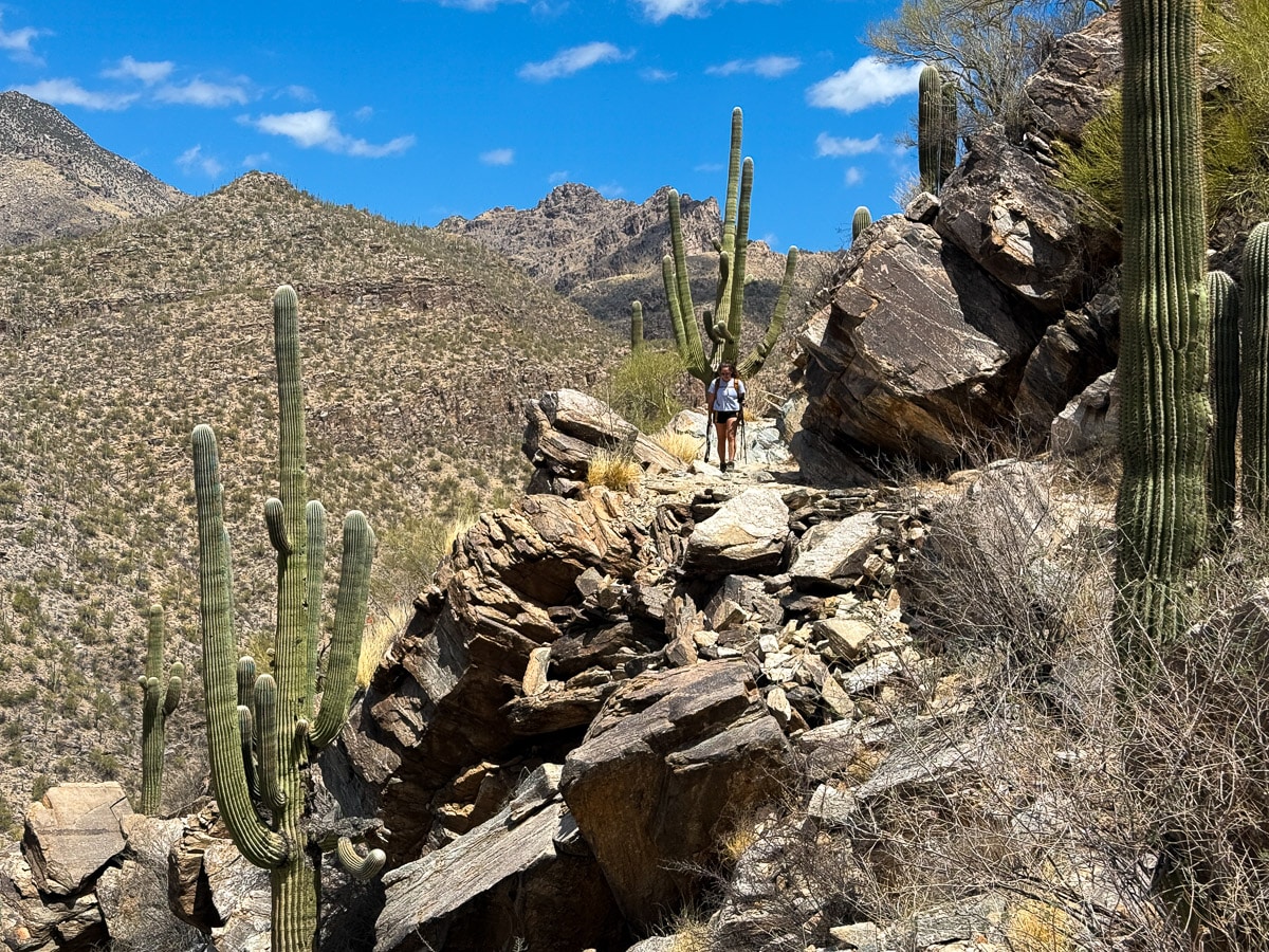 Photos of us hiking in the Sabino Canyon with views down into the canyon with Saguaro cacti around us. The Phoneline trail that will eventually lead to Hutch's Pool. 