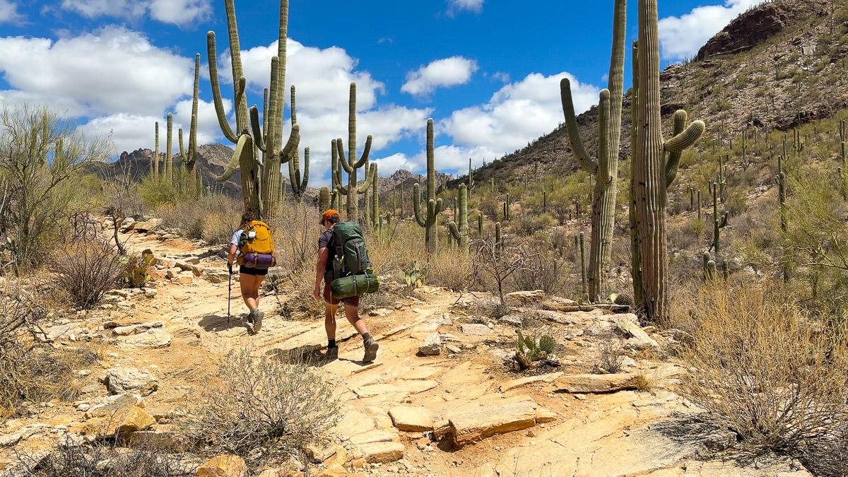 Hiking along Phoneline Trail in Sabin Canyon on our way to Hutch's Pool. There are many Saguaro cacti surrounded us. 