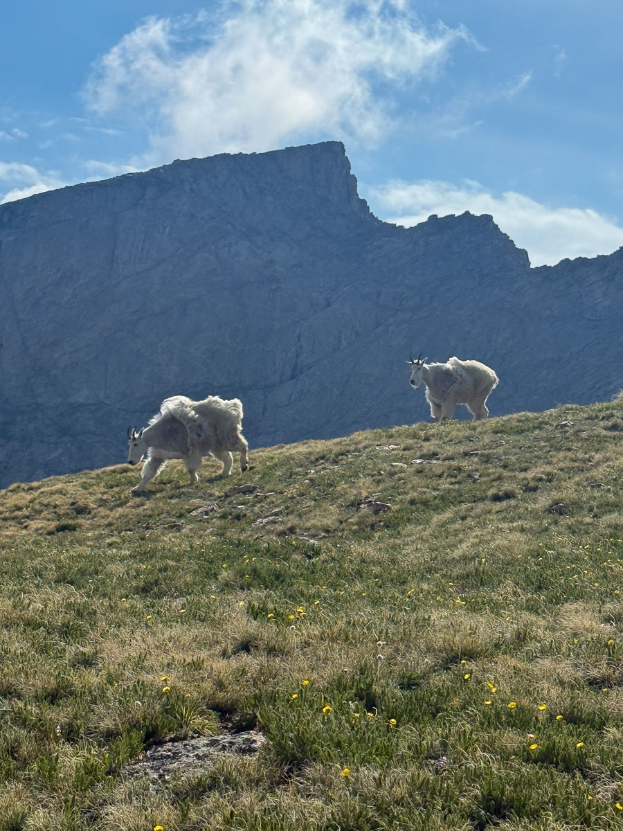 two mountain goats on the side of the the hill with the mountains in the background. 